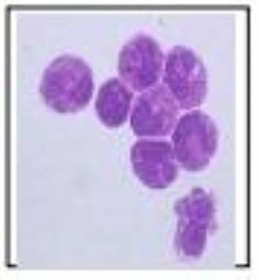 Novus Basophils Antibody (212H6.16), 0.1