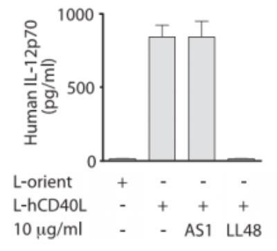 Novus CD40 Ligand/TNFSF5 Antibody (LL48)