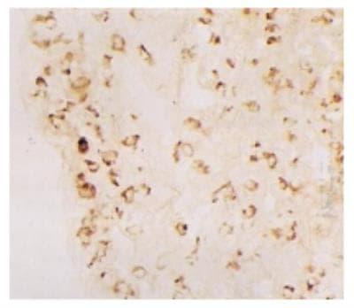 Novus DC-LAMP Antibody (1006F7.05), 0.1