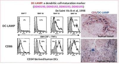 Novus DC-LAMP Antibody (208B5), 0.1 mg