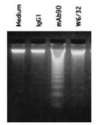 Novus HLA Class I Antibody (mAb90), 0.1