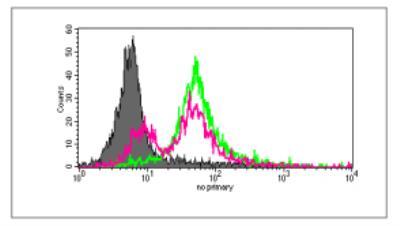 Novus Influenza M1 / HLA-A2 Complex Anti