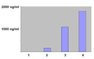 Novus MMP-12 Antibody (706F9.01) [Biotin