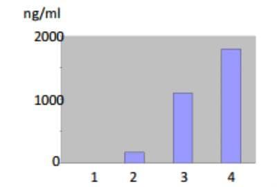 Novus MMP-12 Antibody (701E4.03), 0.1 mg