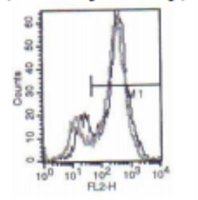 Novus Langerin/CD207 Antibody (808E10.01