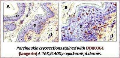 Novus Langerin/CD207 Antibody (310F7.02)