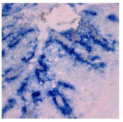 Novus CCL20/MIP-3 alpha Antibody (308B7.