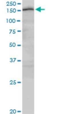 Novus CUTL2 Antibody (2H8), 0.1 mg