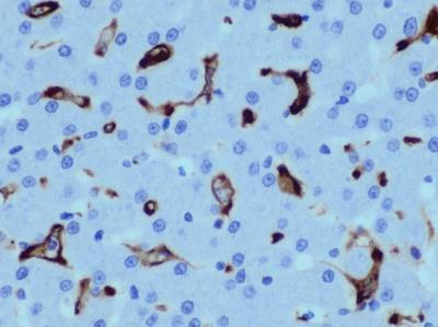 Novus AIF-1/Iba1 Antibody, 0.1 mg