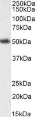 Novus FOXL2 Antibody, 0.1 mg