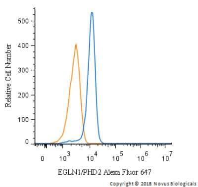 Novus EGLN1/PHD2 Antibody, 0.1 ml