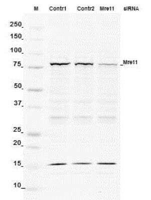 Novus Mre11 Antibody, 0.05 ml