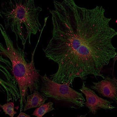Novus Nestin Antibody, 0.25 ml