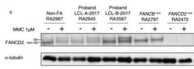 Novus FANCD2 Antibody, 0.05 ml