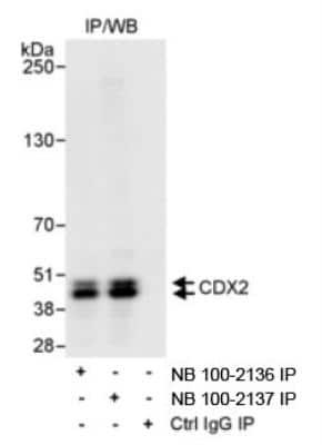 Novus CDX2 Antibody, 0.1 mg