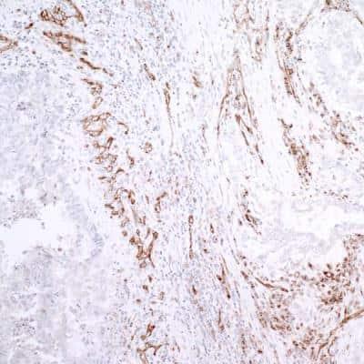 Novus CD31/PECAM-1 Antibody, 0.1 ml