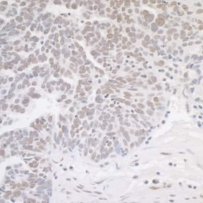 Novus MED12 Antibody, 0.1 mg