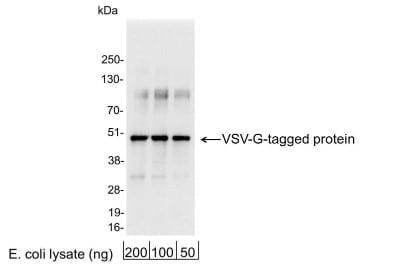 Novus VSV-G Epitope Tag Antibody, 0.1 mg