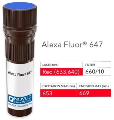 Novus Fibroblast Antibody (ER-TR7) [Alex