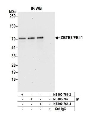 Novus ZBTB7A/Pokemon Antibody, 0.1 mg