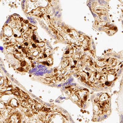 Novus YAP1 Antibody, 0.1 ml