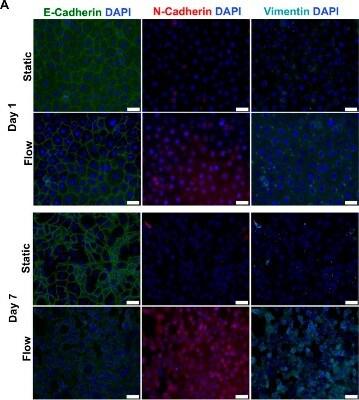 Novus Vimentin Antibody, 0.1 ml