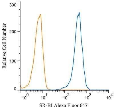 Novus SR-BI Antibody, 0.1 ml