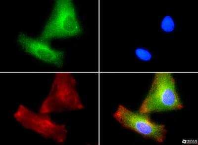Novus PLTP Antibody, 0.2 ml