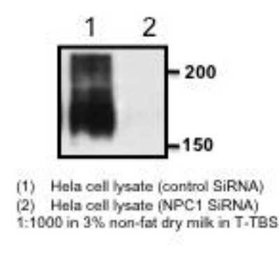 Novus Niemann-Pick C1 Antibody, 0.1 ml
