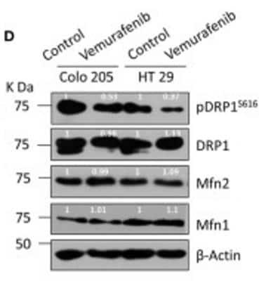 Novus Goat anti-Rabbit IgG Antibody [HRP