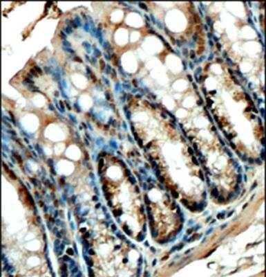 Novus FFAR4/GPR120 Antibody, 0.1 mg