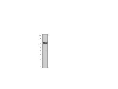 Novus ZRANB1/Trabid Antibody, 0.1 mg