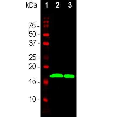 Novus Synuclein-alpha Antibody (2A7), 0.