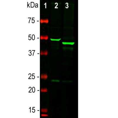 Novus GFAP Antibody, 0.1 ml
