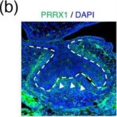 Novus PRRX1 Antibody, 0.1 mg