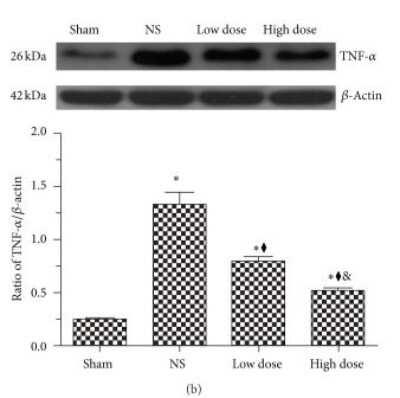 Novus TNF-alpha Antibody, 0.1 mg