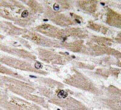 Novus BMP-2 Antibody, 0.1 ml