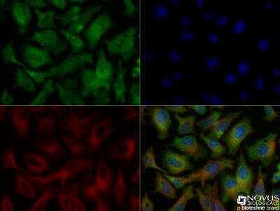 Novus Ferroportin/SLC40A1 Antibody, 0.1