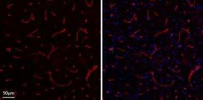 Novus Collagen IV alpha 1 Antibody, 0.1