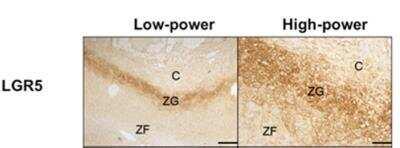 Novus Lgr5/GPR49 Antibody, 0.1 ml