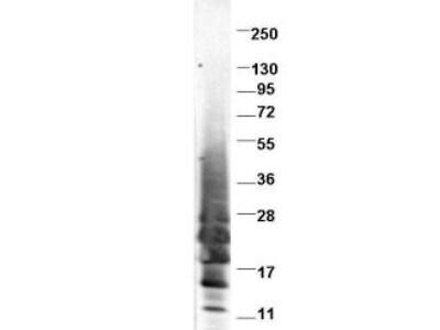 Novus IL-13 Antibody, 0.1 mg