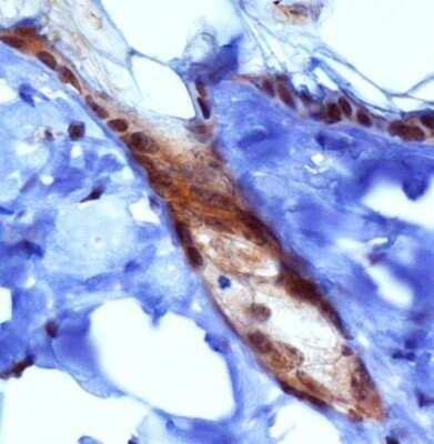 Novus PIEZO1 Antibody, 0.1 ml