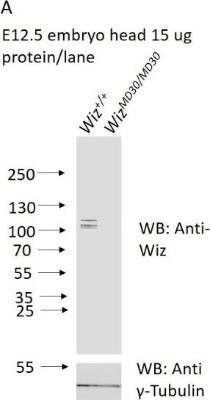 Novus WIZ Antibody, 0.1 ml