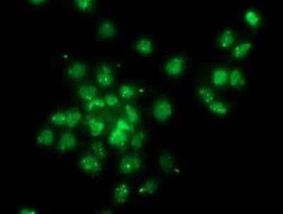 Novus Gephyrin/GPHN Antibody (3B6), 0.1