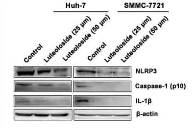 Novus NLRP3/NALP3 Antibody, 0.2ml