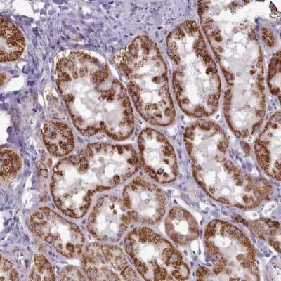 Novus PWWP2A Antibody, 0.1 ml