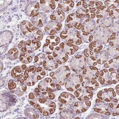 Novus MOCOS Antibody, 0.1 ml