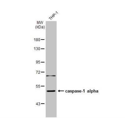 Novus Caspase-1 Antibody, 0.1 ml