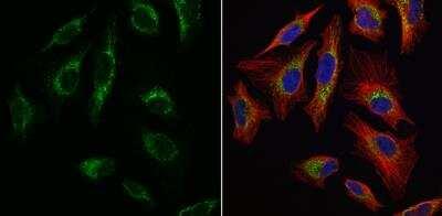 Novus mtTFA Antibody, 0.1 ml