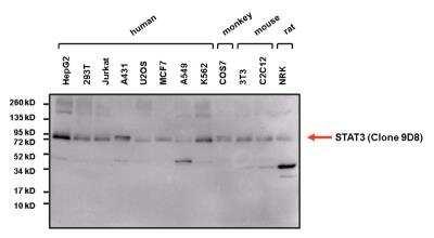 Novus STAT3 Antibody (9D8), 0.1 ml